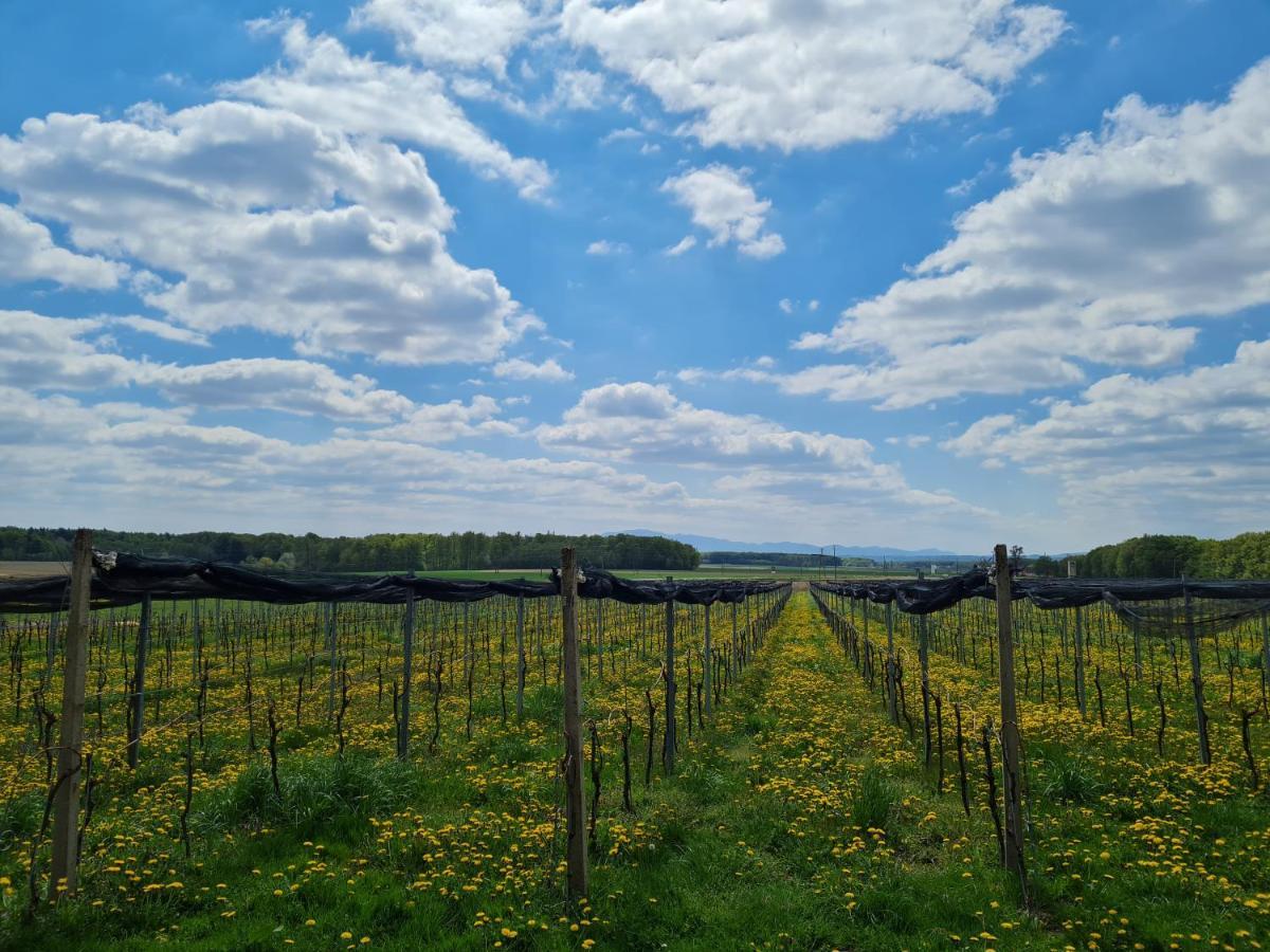 Wine Paradise Glavinic Miklavz pri Ormozu Zewnętrze zdjęcie